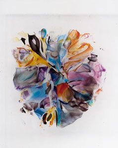 Plate 33 Orchid