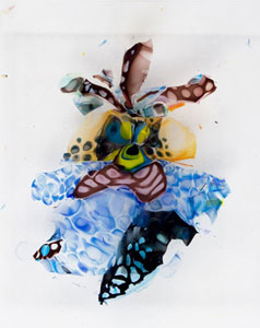 Plate 47 Orchid